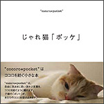 じゃれ猫「ポッケ」
