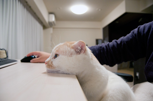 ちょこん ちょこん