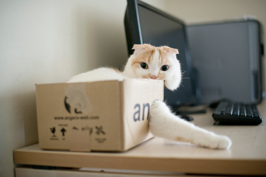 ニョキッ ニョキッ