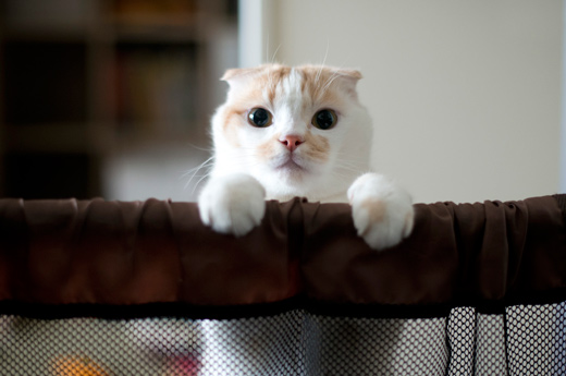 おやつ♪ おやつ♪