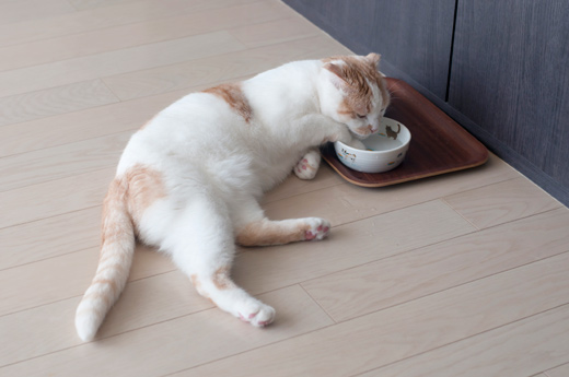 ペロペロ ペロペロ